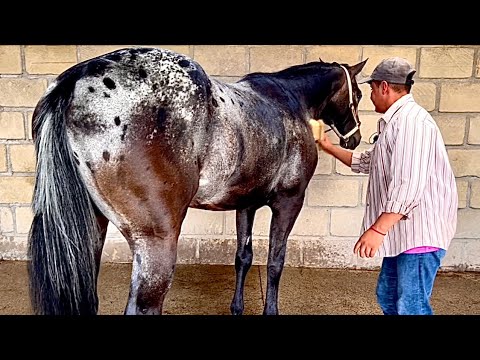 Cómo bañar a un caballo