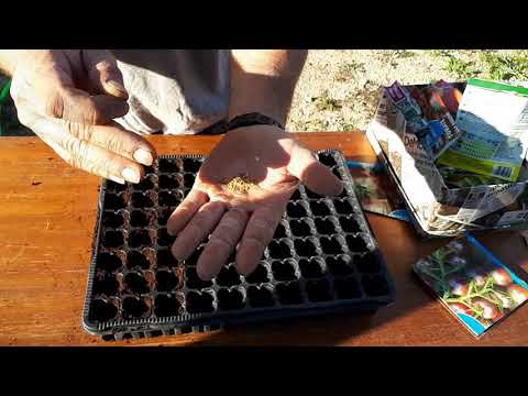 Cómo aclimatar una planta de semillero