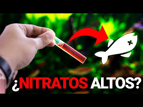 Cómo bajar los niveles de nitrato y nitrito de tu pecera