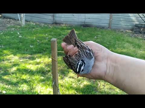 Cómo atrapar a un ave