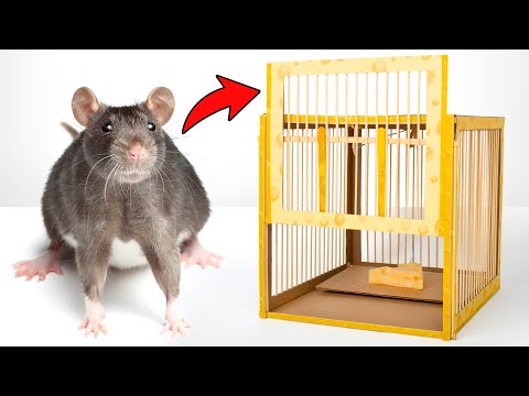 Cómo atrapar a una rata mascota que se haya escapado