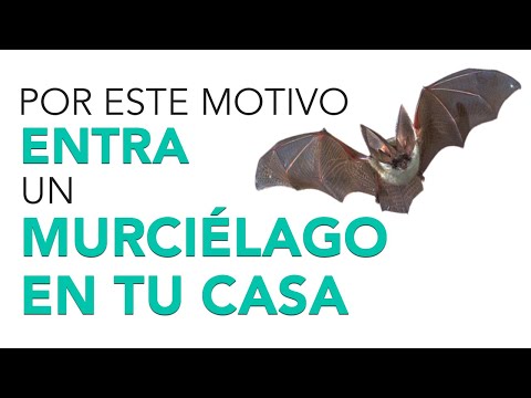 Cómo atraer murciélagos a tu jardín