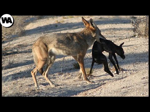 Cómo actuar si te encuentras con un coyote