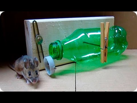 Cómo atrapar ratas