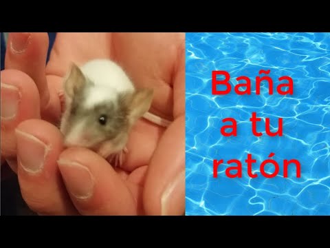 Cómo bañar a tu mascota rata