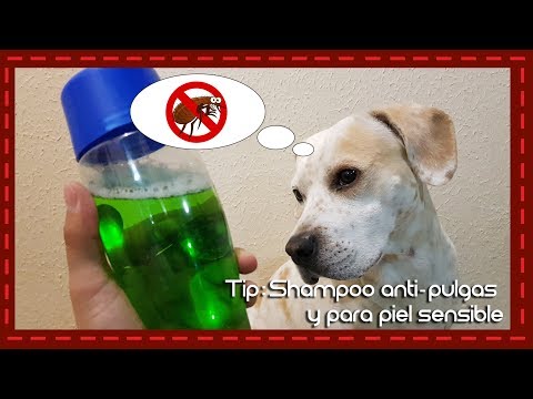 Cómo bañar a un perro sin champú