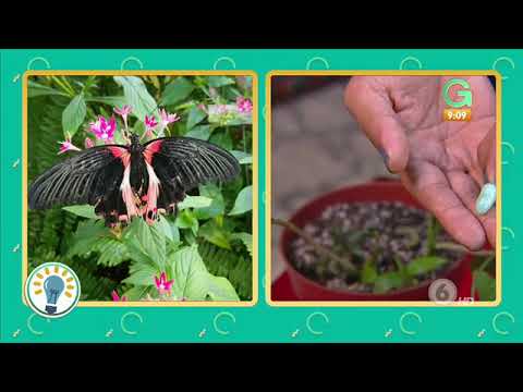Cómo atraer mariposas con fruta