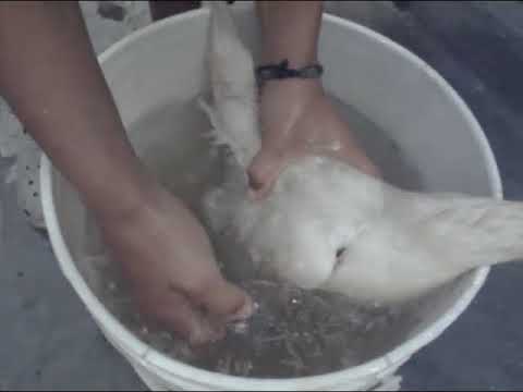 Cómo bañar a un pollo